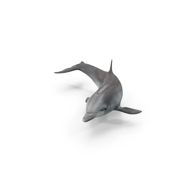 Dolphin PNG & PSD Images Dolphin PNG & PSD Images