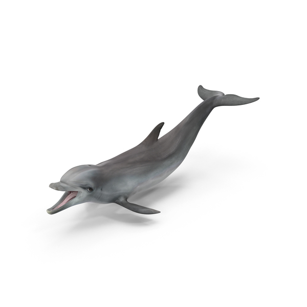 Dolphin PNG & PSD Images Dolphin PNG & PSD Images