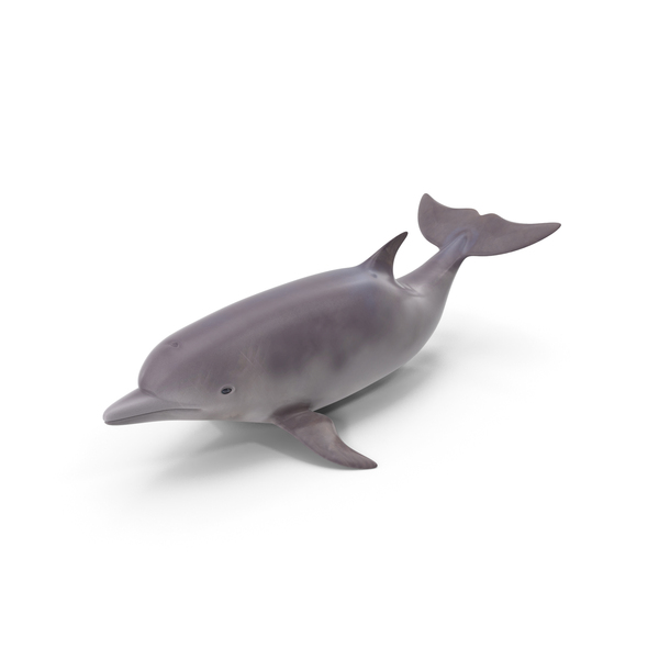 Dolphin PNG & PSD Images Dolphin PNG & PSD Images