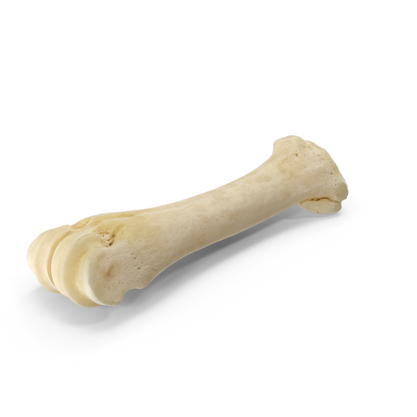 Domestic Aurochs ( Bos Primigenius ) Metacarpus Bone Low PNG & PSD Images Domestic Aurochs ( Bos Primigenius ) Metacarpus Bone Low PNG & PSD Images