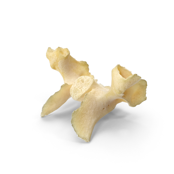 Domestic Calf Basisphenoid Bone PNG & PSD Images Domestic Calf Basisphenoid Bone PNG & PSD Images