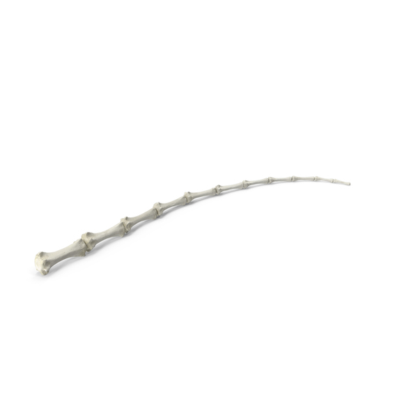Animal Skeleton: Domestic Cat Caudal Vertebrae Bone PNG & PSD Images Animal Skeleton: Domestic Cat Caudal Vertebrae Bone PNG & PSD Images