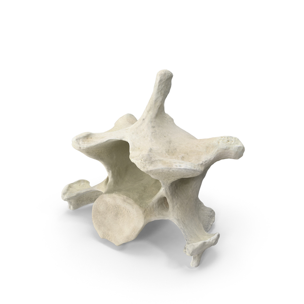 Animal Anatomy: Domestic Cat Cervical Vertebrae PNG & PSD Images Animal Anatomy: Domestic Cat Cervical Vertebrae PNG & PSD Images