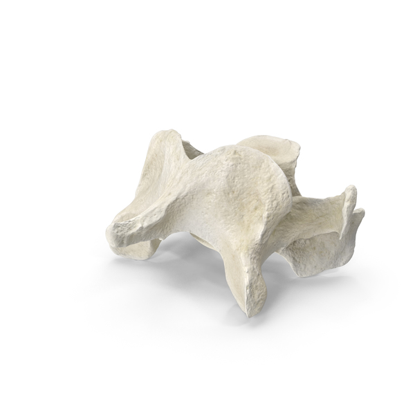 Animal Skeleton: Domestic Cat Cervical Vertebrae C5 PNG & PSD Images Animal Skeleton: Domestic Cat Cervical Vertebrae C5 PNG & PSD Images