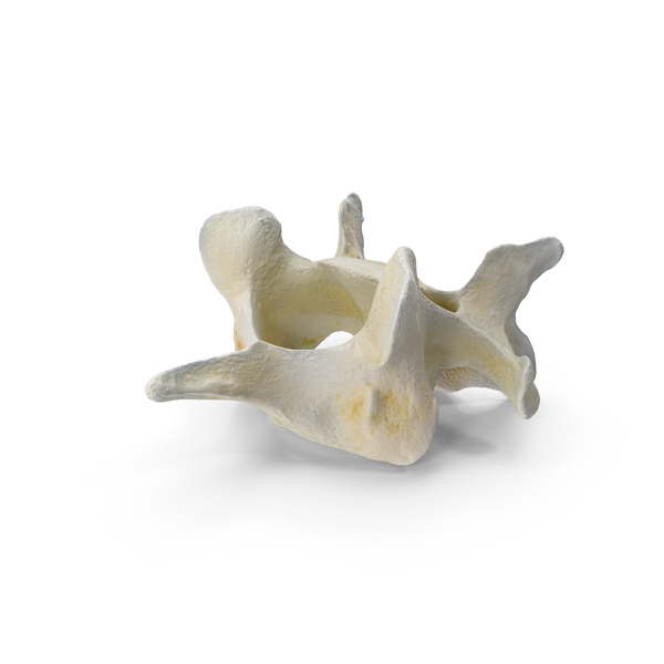 Animal Skeleton: Domestic Cat Cervical Vertebrae C6 PNG & PSD Images Animal Skeleton: Domestic Cat Cervical Vertebrae C6 PNG & PSD Images