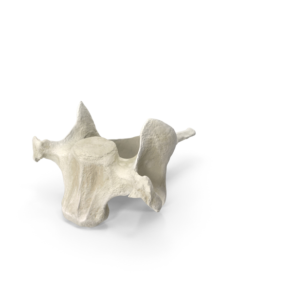 Spine: Domestic Cat Cervical Vertebrae C7 PNG & PSD Images