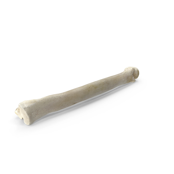 Domestic Cat Metacarpal Phalanx Bone PNG & PSD Images
