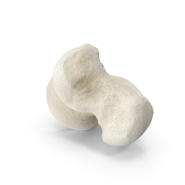 Domestic Cat Talus Bone PNG & PSD Images Domestic Cat Talus Bone PNG & PSD Images