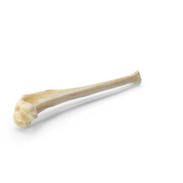 Domestic Cat Tibia Bone PNG Images & PSDs for Download | PixelSquid ...