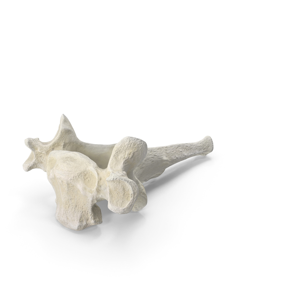 Animal Skeleton: Domestic Cat Toracic Vertebrae PNG & PSD Images Animal Skeleton: Domestic Cat Toracic Vertebrae PNG & PSD Images