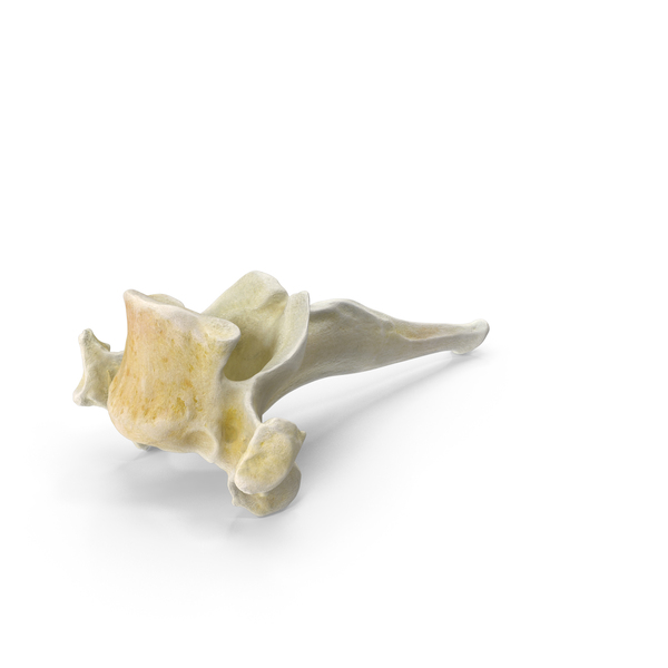 Animal Skeleton: Domestic Cat Toracic Vertebrae TH2 PNG & PSD Images Animal Skeleton: Domestic Cat Toracic Vertebrae TH2 PNG & PSD Images