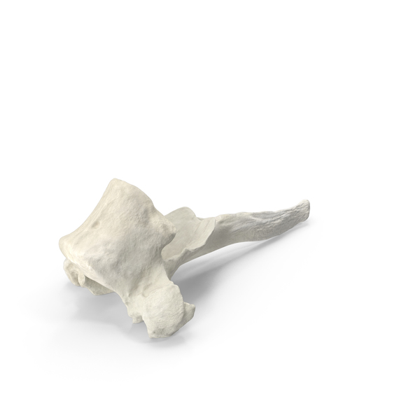 Animal Skeleton: Domestic Cat Toracic Vertebrae TH3 PNG & PSD Images Animal Skeleton: Domestic Cat Toracic Vertebrae TH3 PNG & PSD Images