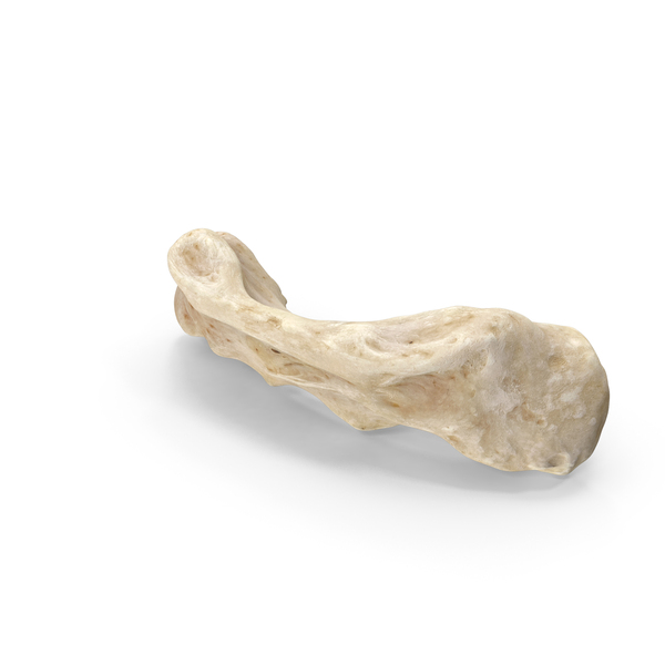 Domestic Dog Hyoid Apparatus Basihyoid Bone PNG & PSD Images Domestic Dog Hyoid Apparatus Basihyoid Bone PNG & PSD Images