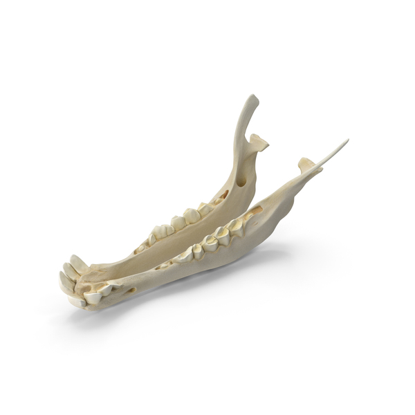 Animal Teeth: Domestic Goat Capra Aegagrus Hircus Baby Jaw PNG & PSD Images Animal Teeth: Domestic Goat Capra Aegagrus Hircus Baby Jaw PNG & PSD Images