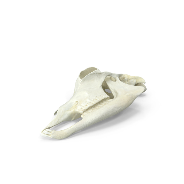 Domestic Goat Skull Half Cut PNG & PSD Images Domestic Goat Skull Half Cut PNG & PSD Images