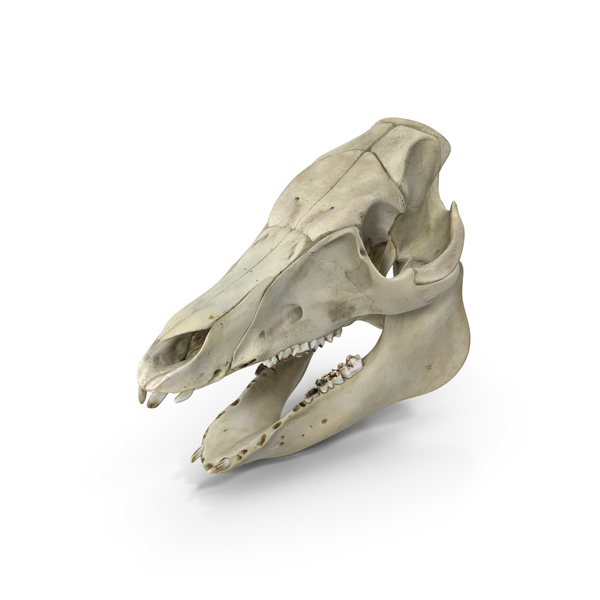 Animal: Domestic Pig Skull PNG & PSD Images