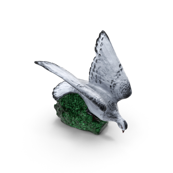 Dove PNG & PSD Images