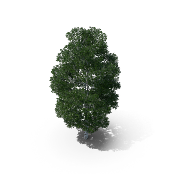 Downy Birch Tree 11.1m PNG Images & PSDs for Download | PixelSquid ...