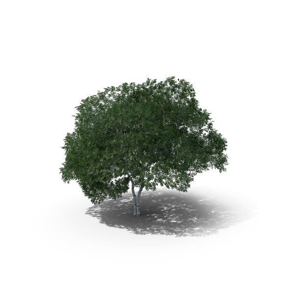 Downy Birch Tree PNG & PSD Images Downy Birch Tree PNG & PSD Images