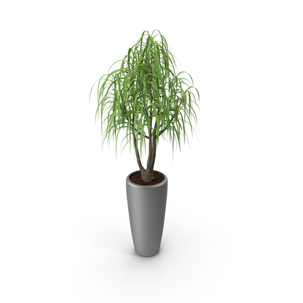 Dracaena Palm PNG & PSD Images Dracaena Palm PNG & PSD Images