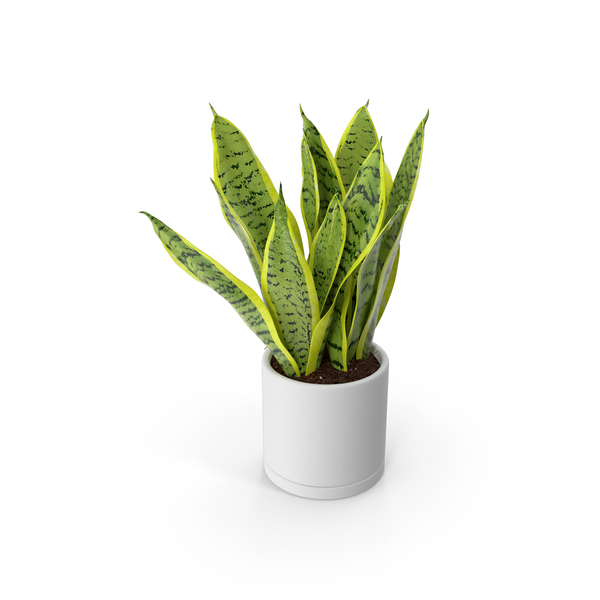 Dracaena Trifasciata PNG & PSD Images