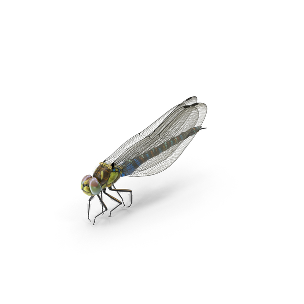 Dragonfly PNG & PSD Images