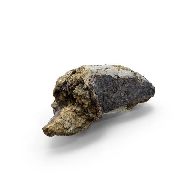 Branch: Driftwood PNG & PSD Images Branch: Driftwood PNG & PSD Images