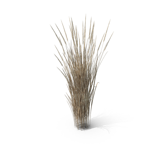 Summer: Dry Indian Grass Clump PNG & PSD Images Summer: Dry Indian Grass Clump PNG & PSD Images