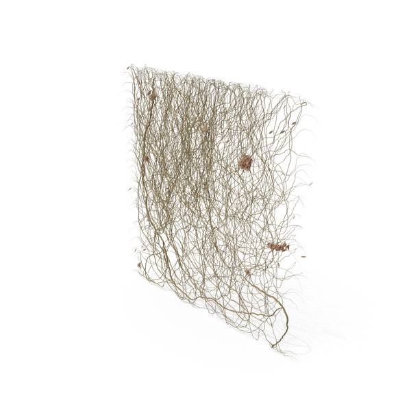 Dry Ivy PNG & PSD Images Dry Ivy PNG & PSD Images