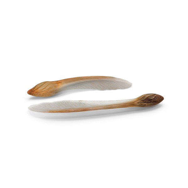 Seed Pod: Dry Maple Seeds PNG & PSD Images Seed Pod: Dry Maple Seeds PNG & PSD Images