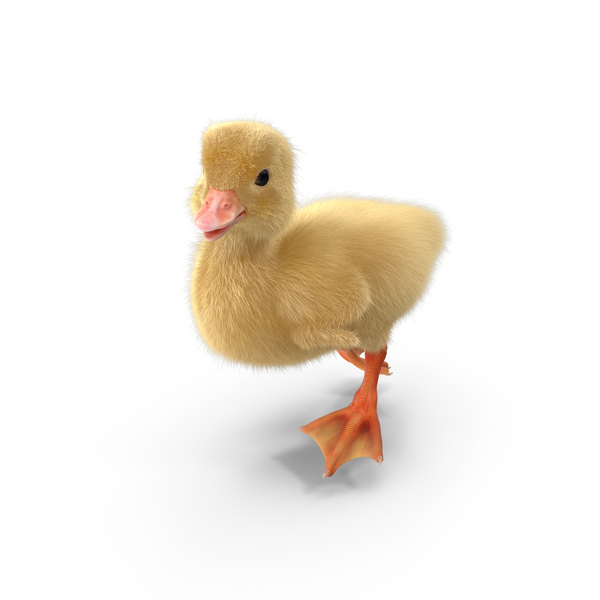 Duckling PNG & PSD Images