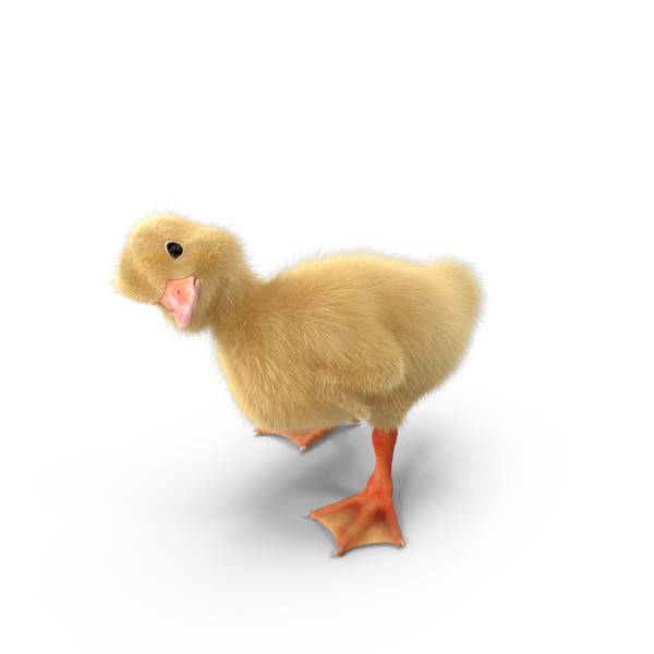 Duckling PNG & PSD Images Duckling PNG & PSD Images