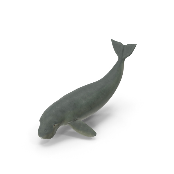 Dugong Playful Pose PNG & PSD Images Dugong Playful Pose PNG & PSD Images