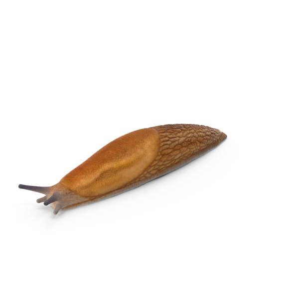 Dusky Arion Slug PNG & PSD Images Dusky Arion Slug PNG & PSD Images