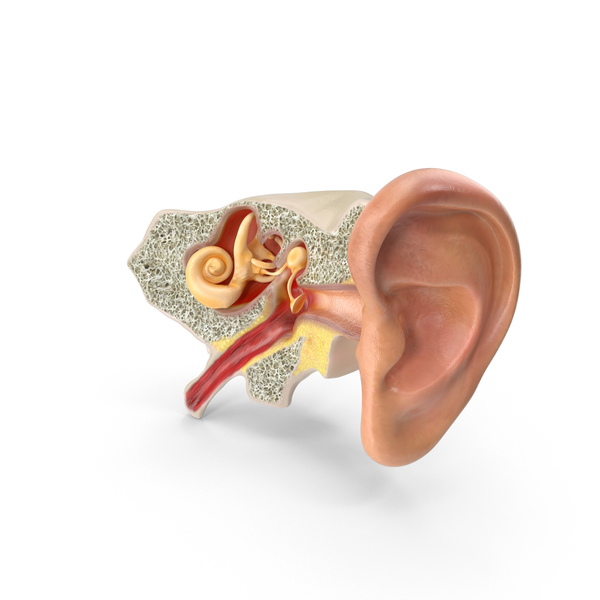 Ear Anatomy PNG & PSD Images Ear Anatomy PNG & PSD Images
