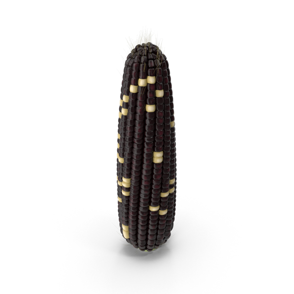 Ear of Corn PNG & PSD Images Ear of Corn PNG & PSD Images