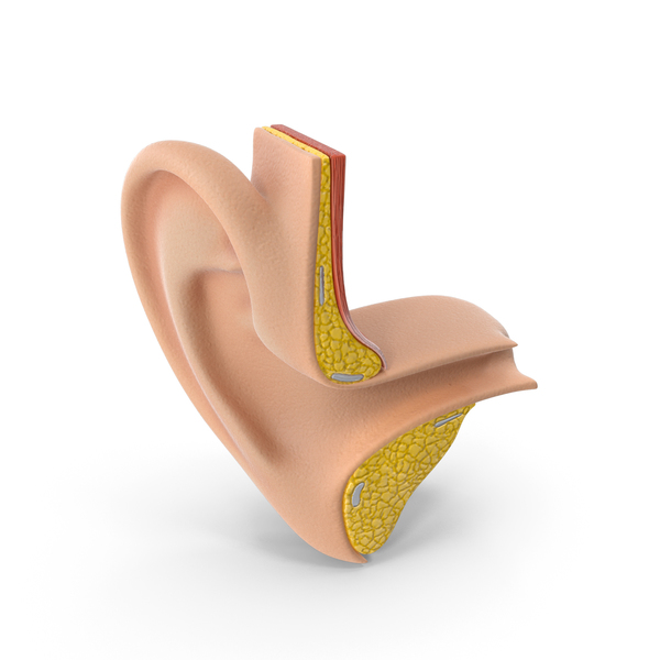 Ear Structure PNG & PSD Images Ear Structure PNG & PSD Images