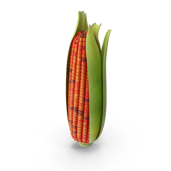 Ears of Corn PNG & PSD Images Ears of Corn PNG & PSD Images