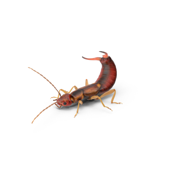 Earwig PNG & PSD Images