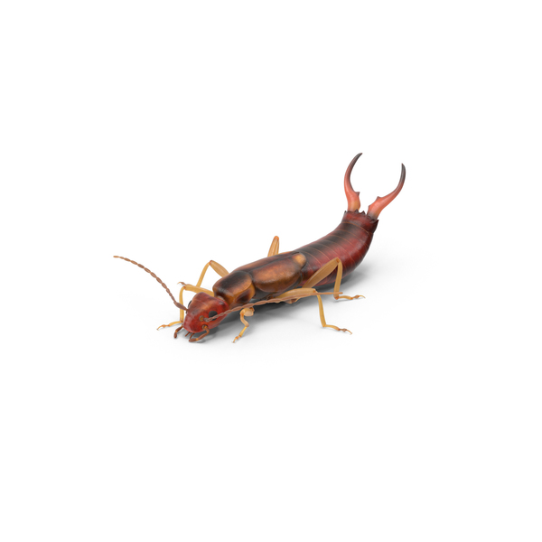 Earwig PNG & PSD Images