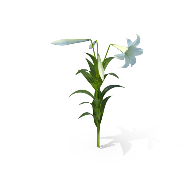 Lily: Easter Lilies PNG & PSD Images