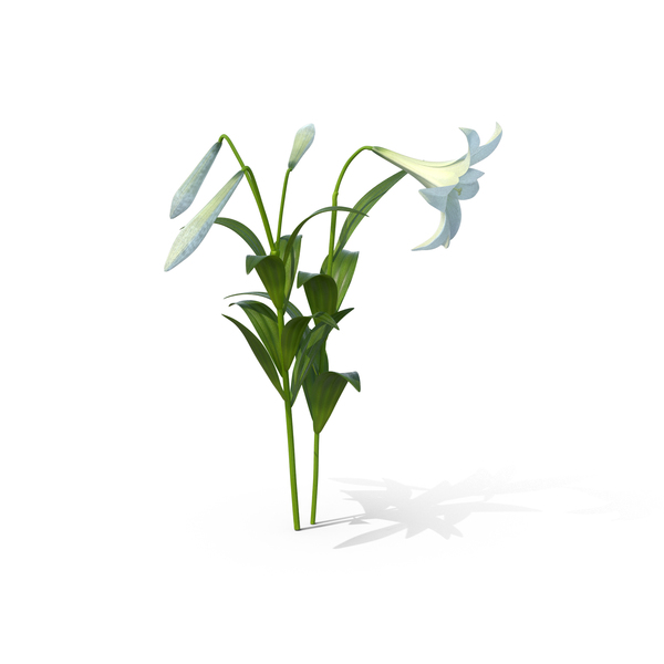 Lily: Easter Lilies PNG & PSD Images Lily: Easter Lilies PNG & PSD Images