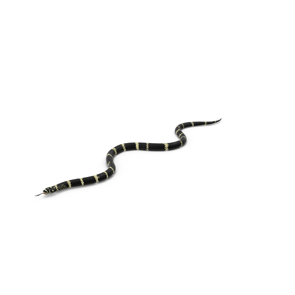 Snake: Eastern Kingsnake PNG & PSD Images