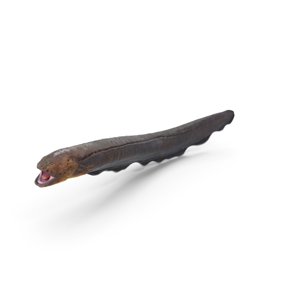 Electric Eel Attack Pose PNG & PSD Images Electric Eel Attack Pose PNG & PSD Images