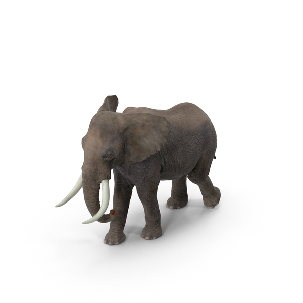 Elephant PNG & PSD Images Elephant PNG & PSD Images