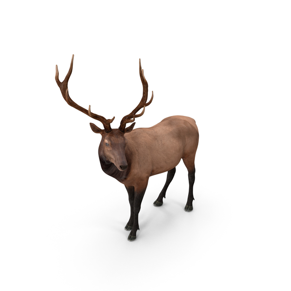 Elk Standing Pose PNG & PSD Images