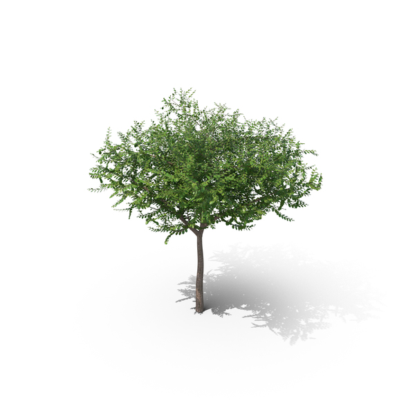 Elm Squat Tree PNG & PSD Images Elm Squat Tree PNG & PSD Images