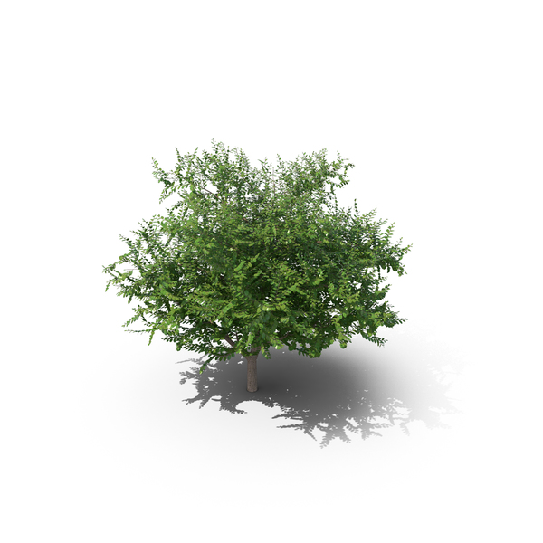 Elm Squat Tree PNG & PSD Images Elm Squat Tree PNG & PSD Images