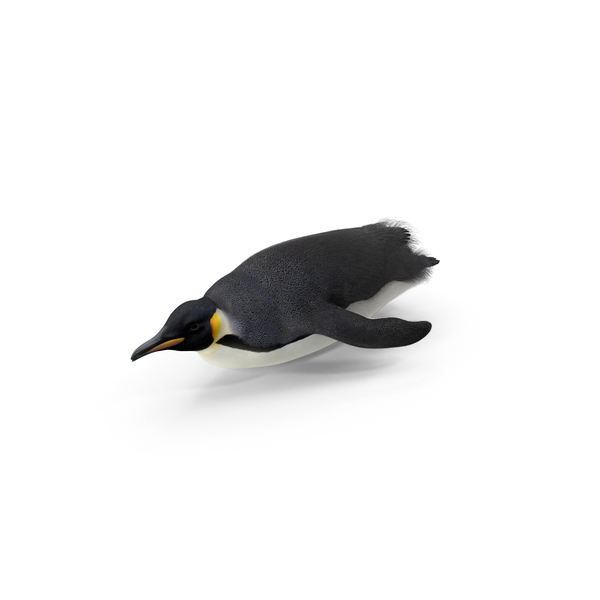 Emperor Penguin Sliding PNG & PSD Images