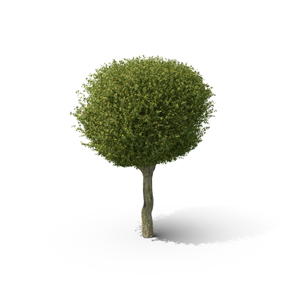 English Hawthorn PNG & PSD Images English Hawthorn PNG & PSD Images